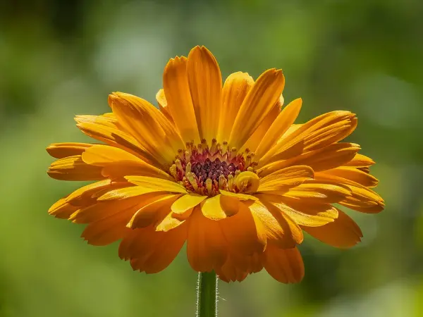 Orange Ringelblumenblüte
