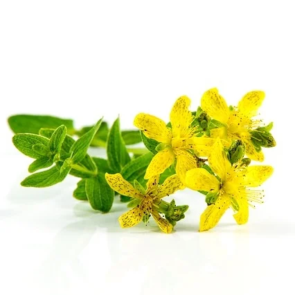 Johanniskraut mit gelben Blüten