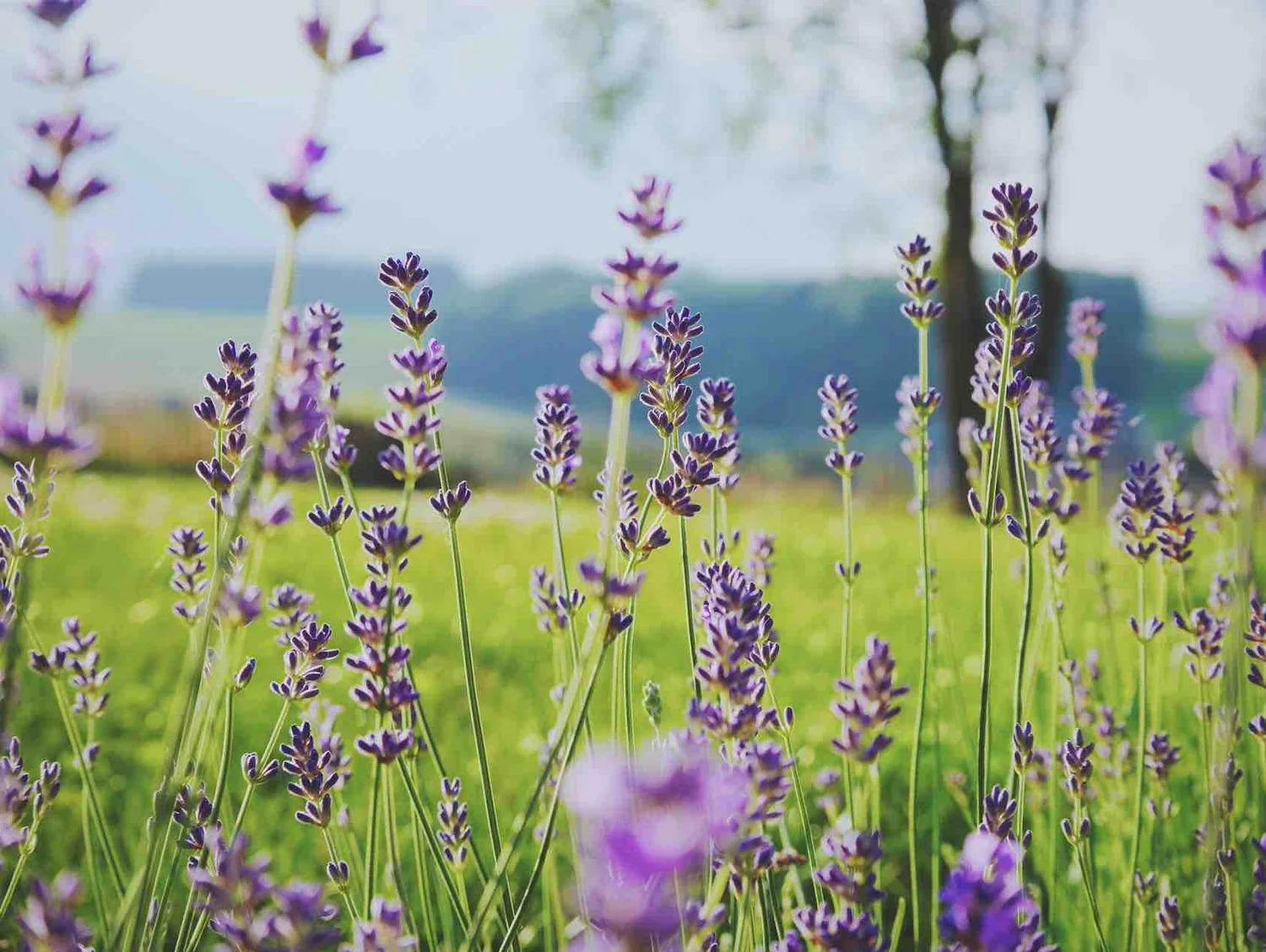 Blühender Lavendel auf einer Wiese