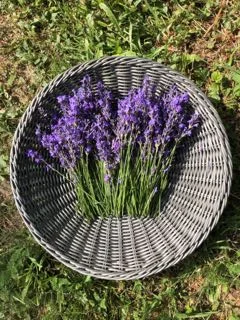 Geschnittener Lavendel im Korb