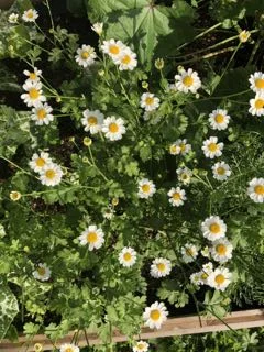 Mutterkraut mit weissen Blüten