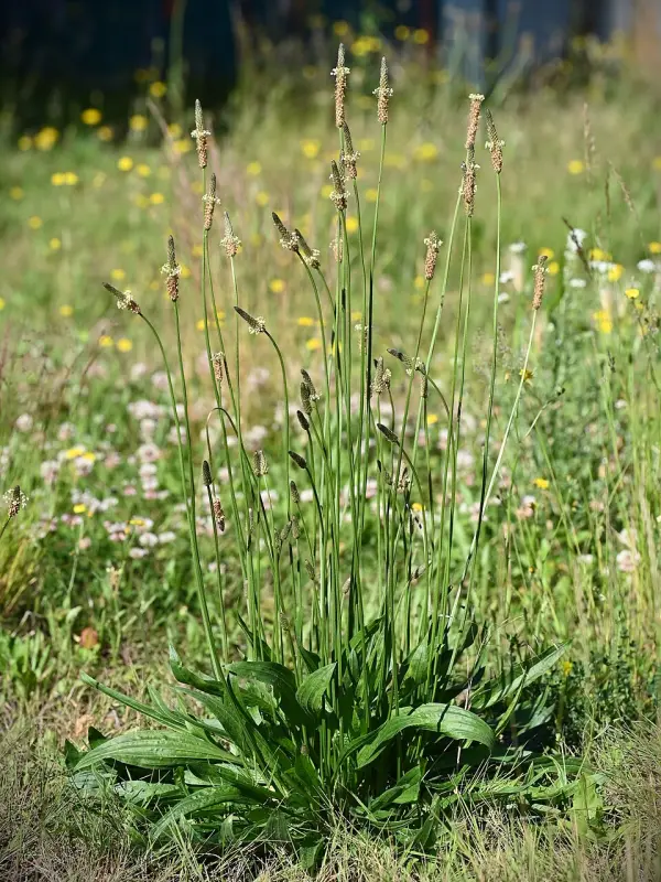 Spitzwegerich auf der Wiese